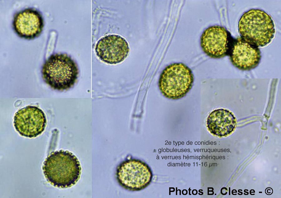 Sepedonium chrysospermum (Hypomyces chrysospermum)