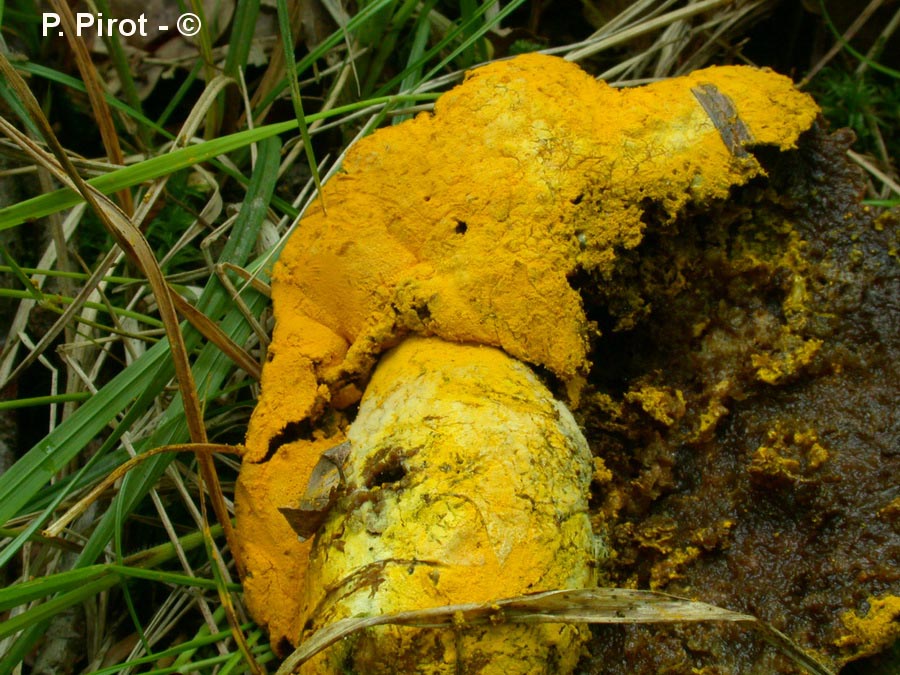 Sepedonium chrysospermum (Hypomyces chrysospermum)