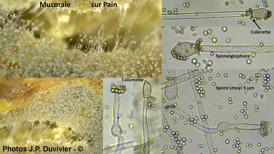 Mucorale sur pain