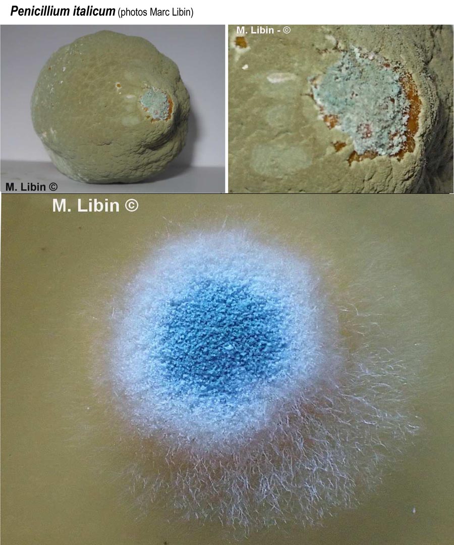 Penicillium italicum