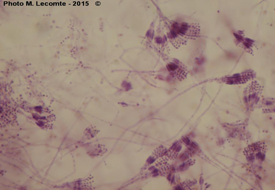 Penicillium sp.