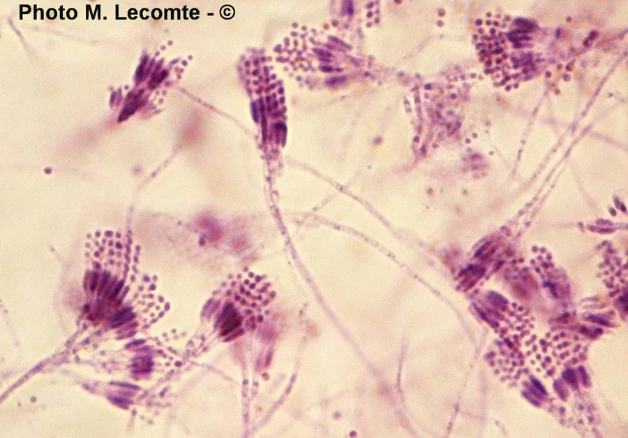 Penicillium sp.