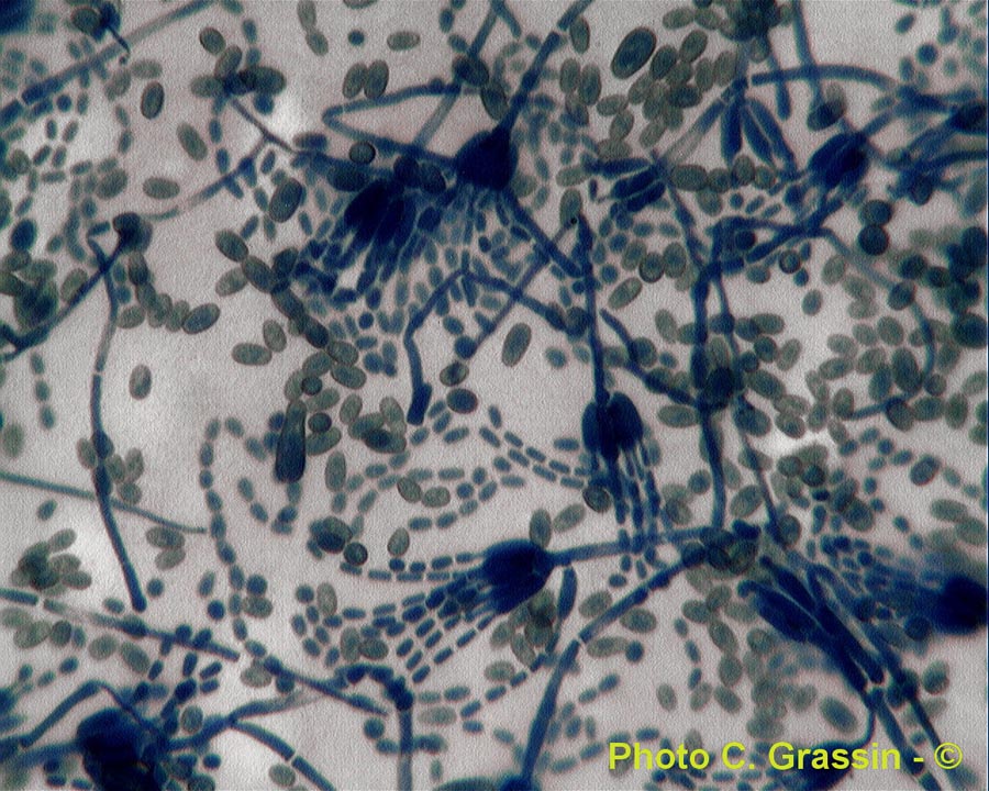 Penicillium sp.