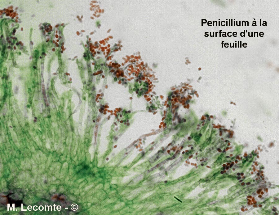 Penicillium sp.