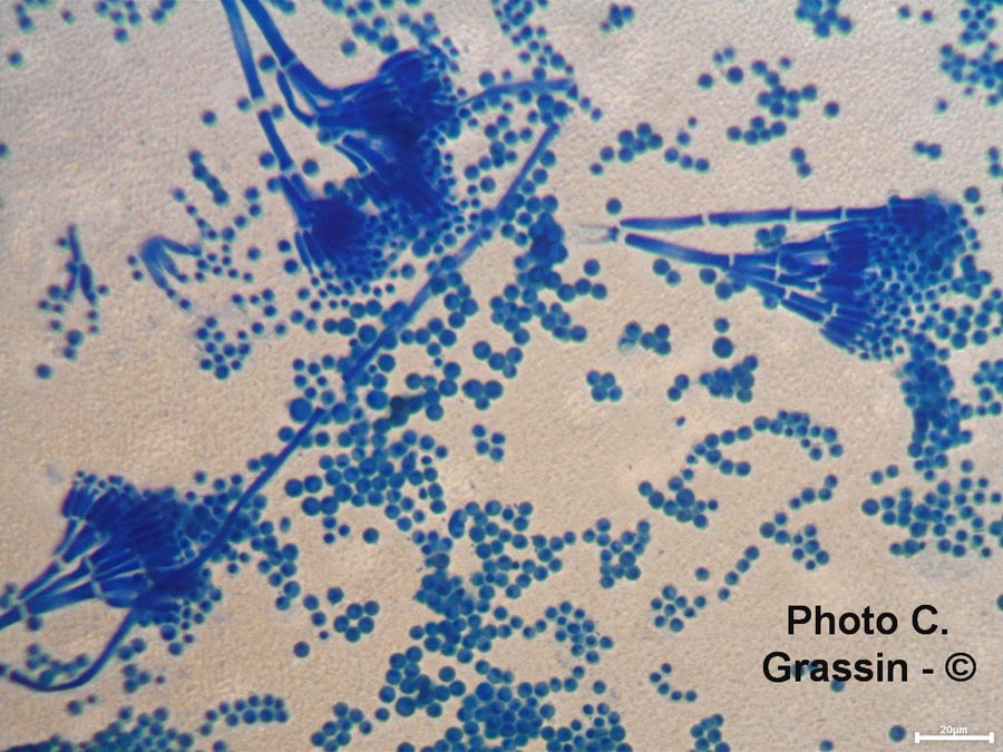 Penicillium sp.