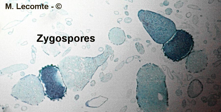 Rhizopus sp.