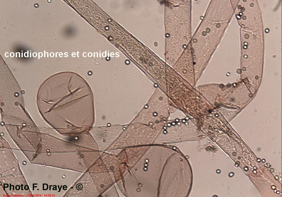 Rhizopus sp.