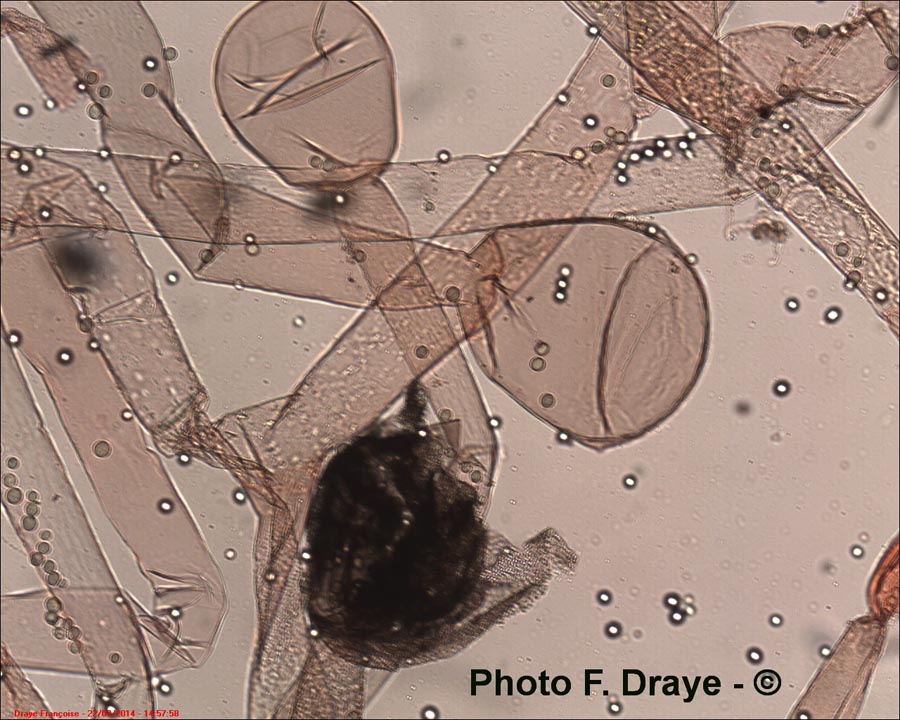 Rhizopus sp.