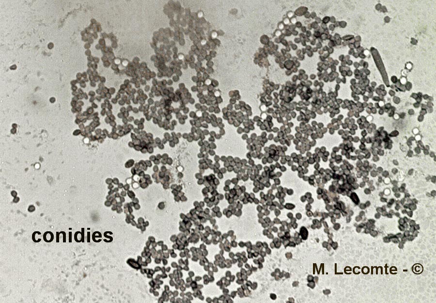 Rhizopus sp.