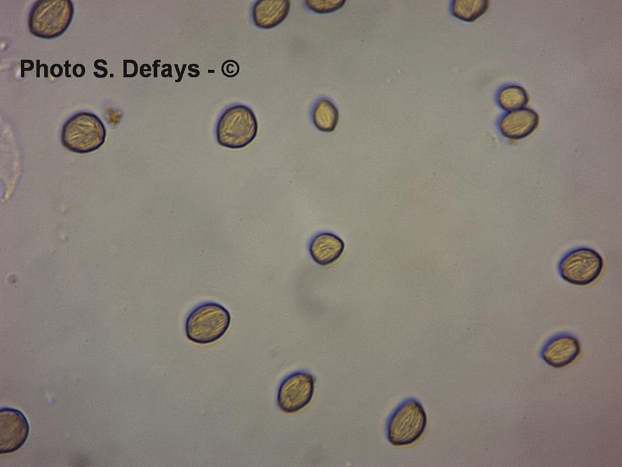 Rhizopus sp.