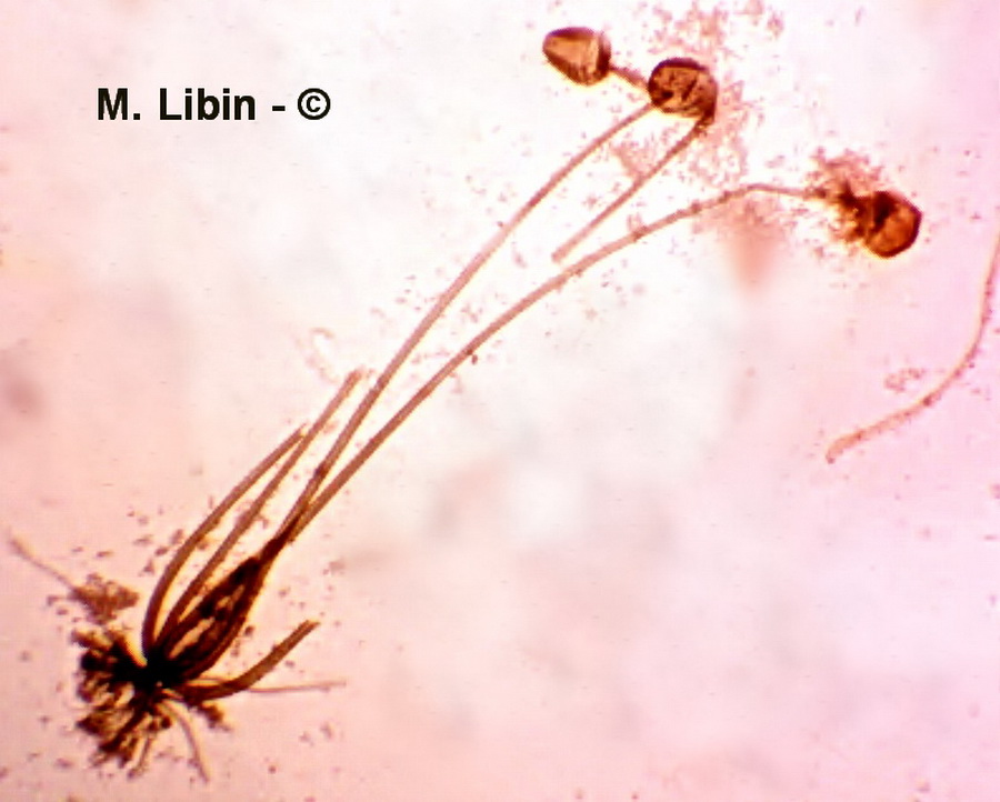 Rhizopus stolonifer