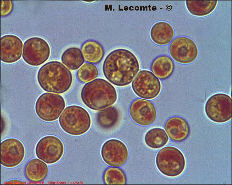 Saccharomyces cerevisiae