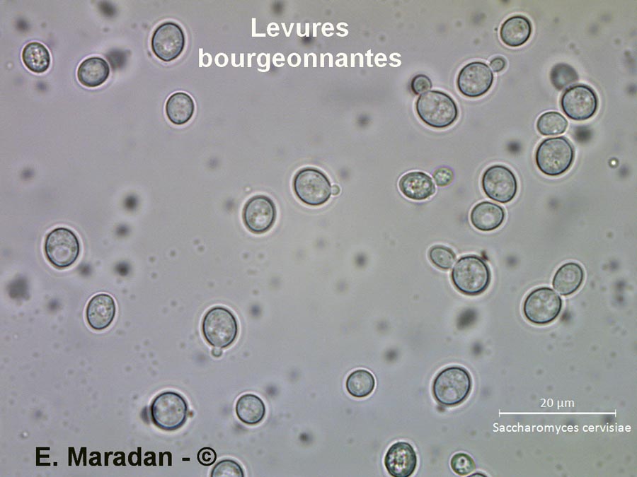 Saccharomyces cerevisiae