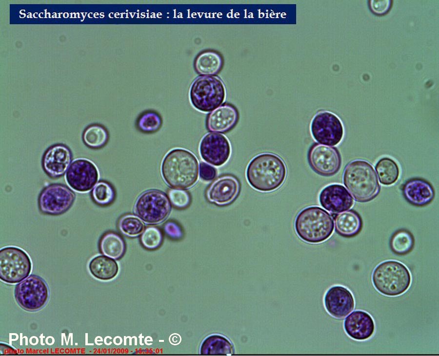 Saccharomyces