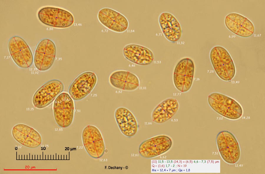 Pilobolus kleinii