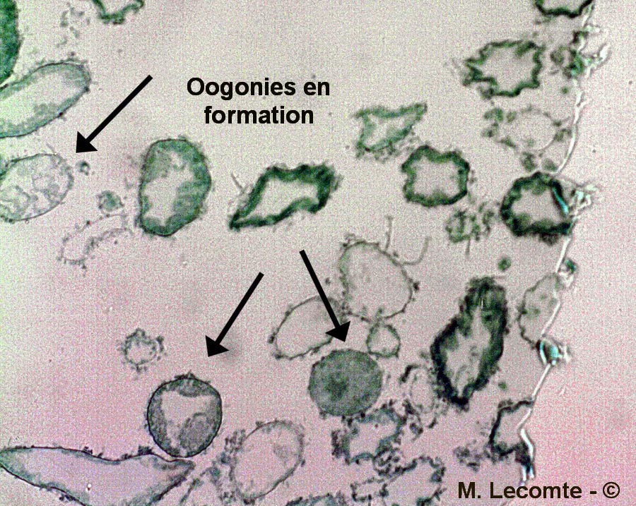 Saprolegnia sp.