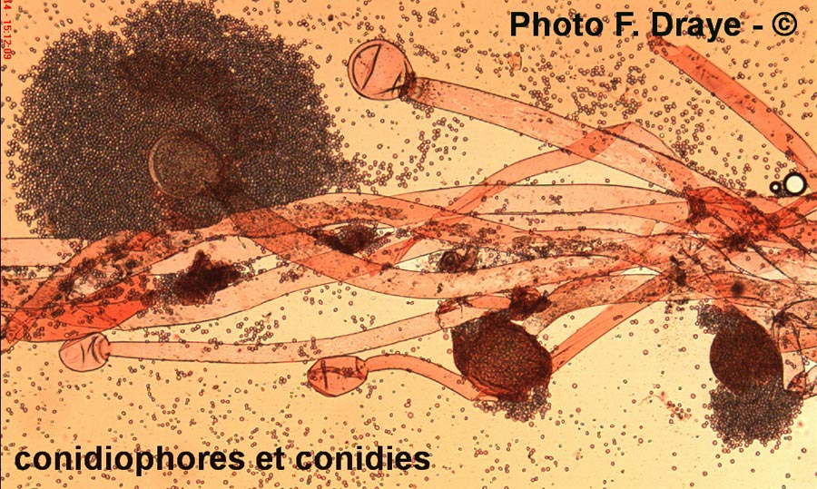 Phycomyces sp.