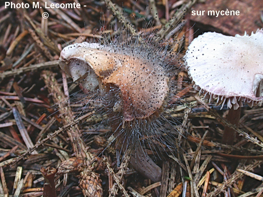 Spinellus fusiger