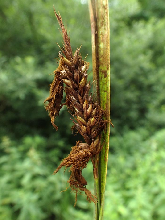 Farysia thuemenii