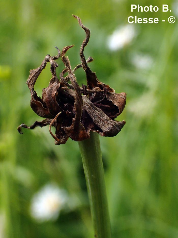 Ustilago tragopogonis-pratensis (Microbotryum tragopogonis-pratensis)