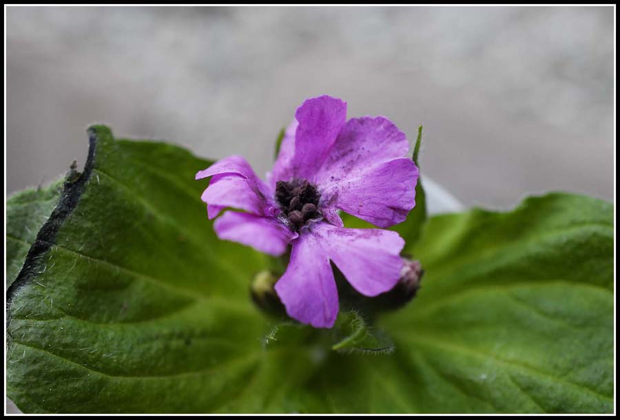 Mycrobotryum violaceum (= Ustilago violacea)