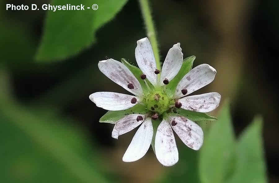 Microbotryum stellariae