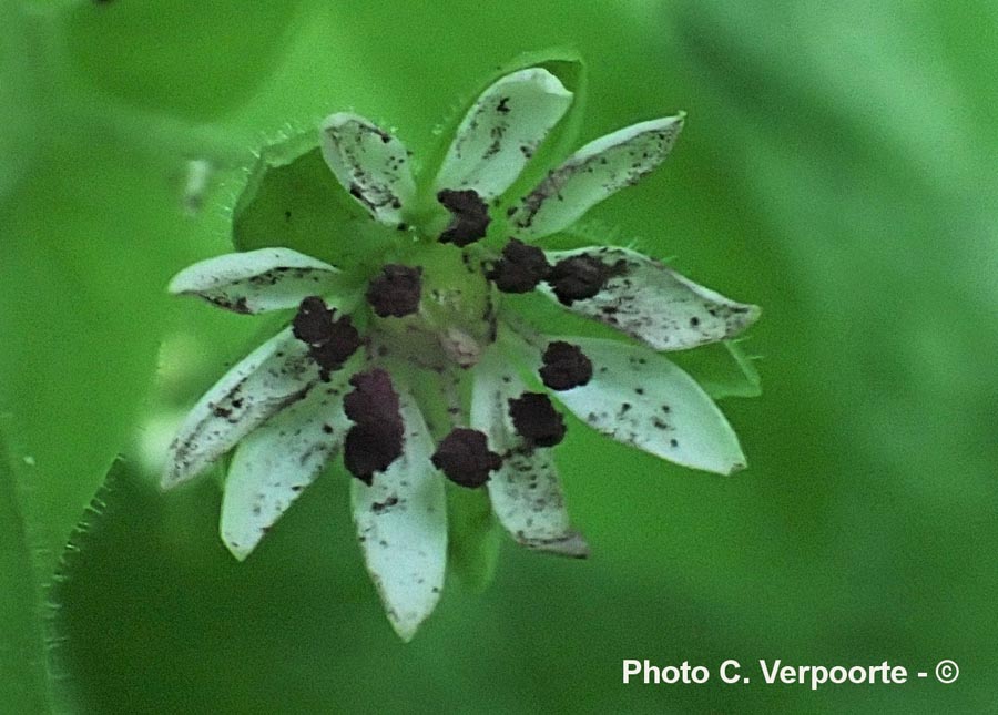 Microbotryum stellariae