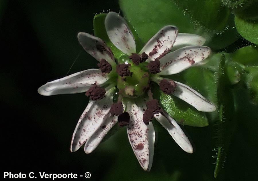 Microbotryum stellariae