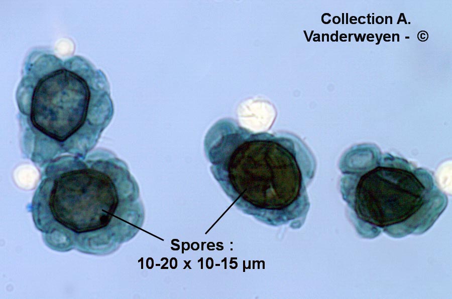 Urocystis colchici