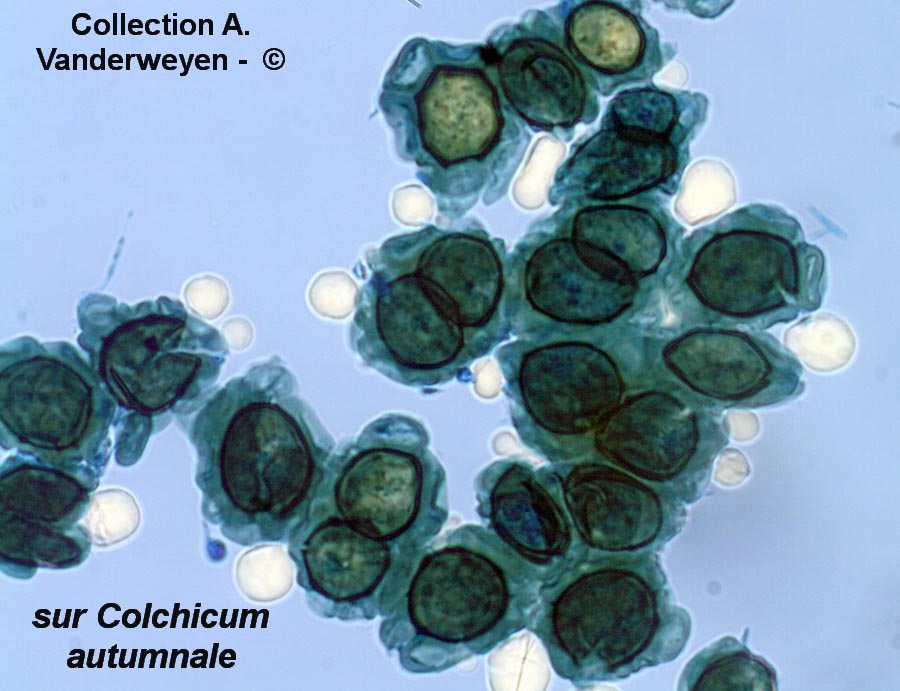 Urocystis colchici