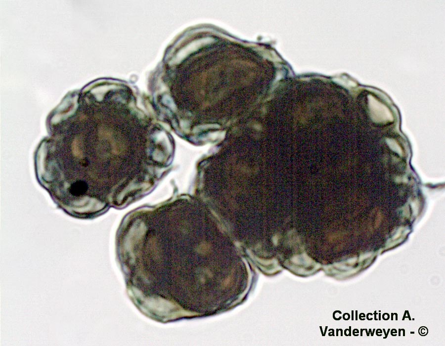 Urocystis ficariae