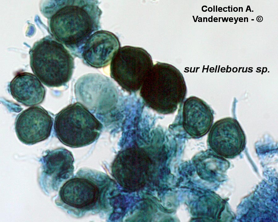 Urocystis floccosa