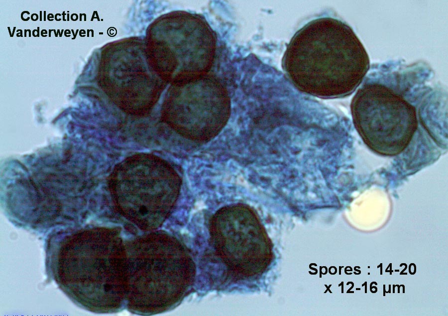 Urocystis floccosa