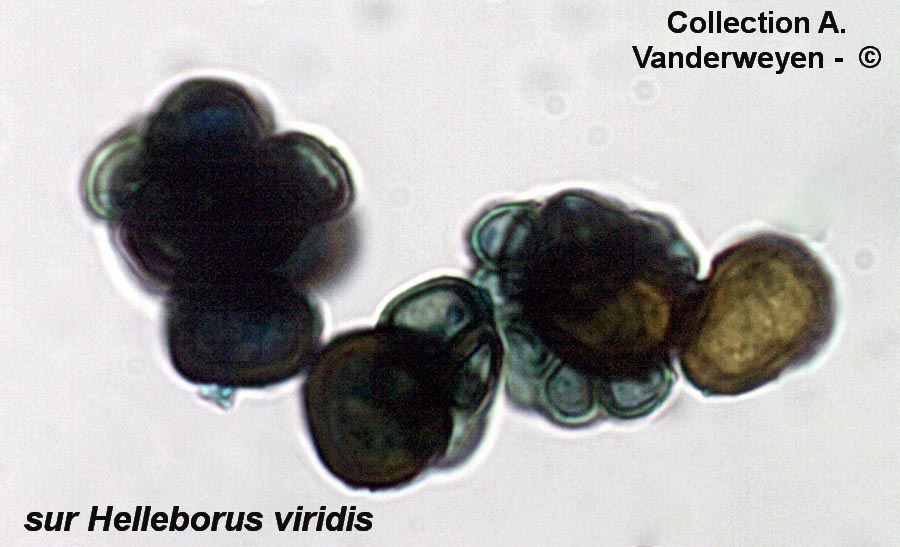 Urocystis floccosa
