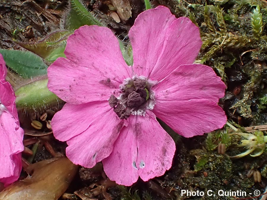 Microbotryum violaceum (= Ustilago violacea)