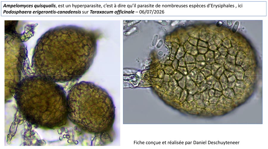 Ampelomyces quisqualis
