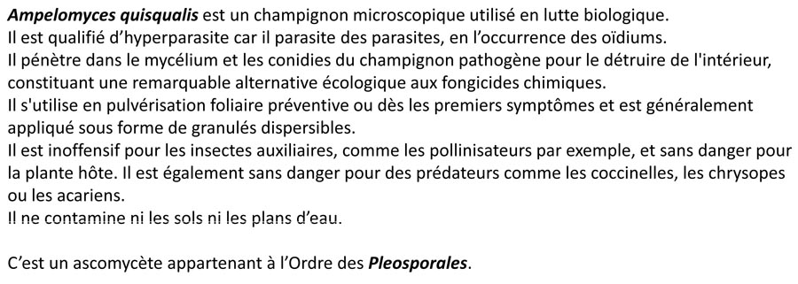 Ampelomyces quisqualis