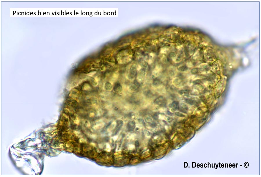 Ampelomyces quisqualis