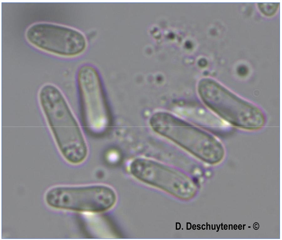 Ampelomyces quisqualis