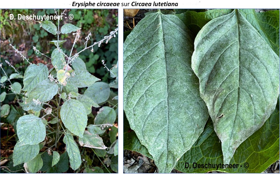 Erysiphe circaeae