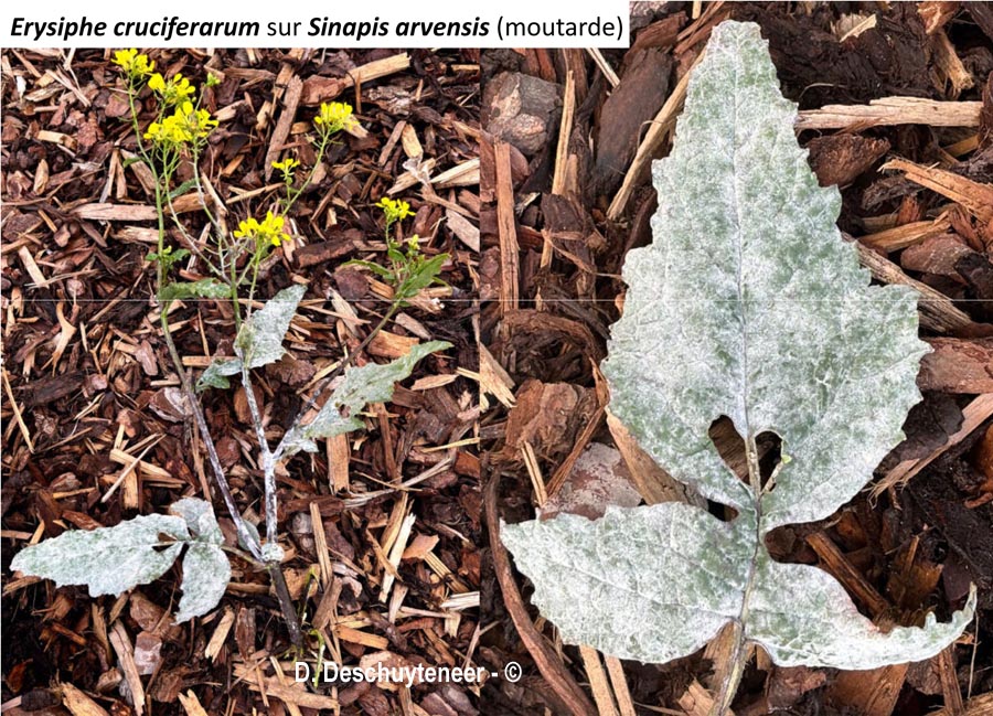 Erysiphe cruciferarum