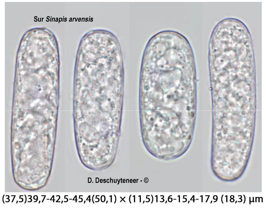 Erysiphe cruciferarum