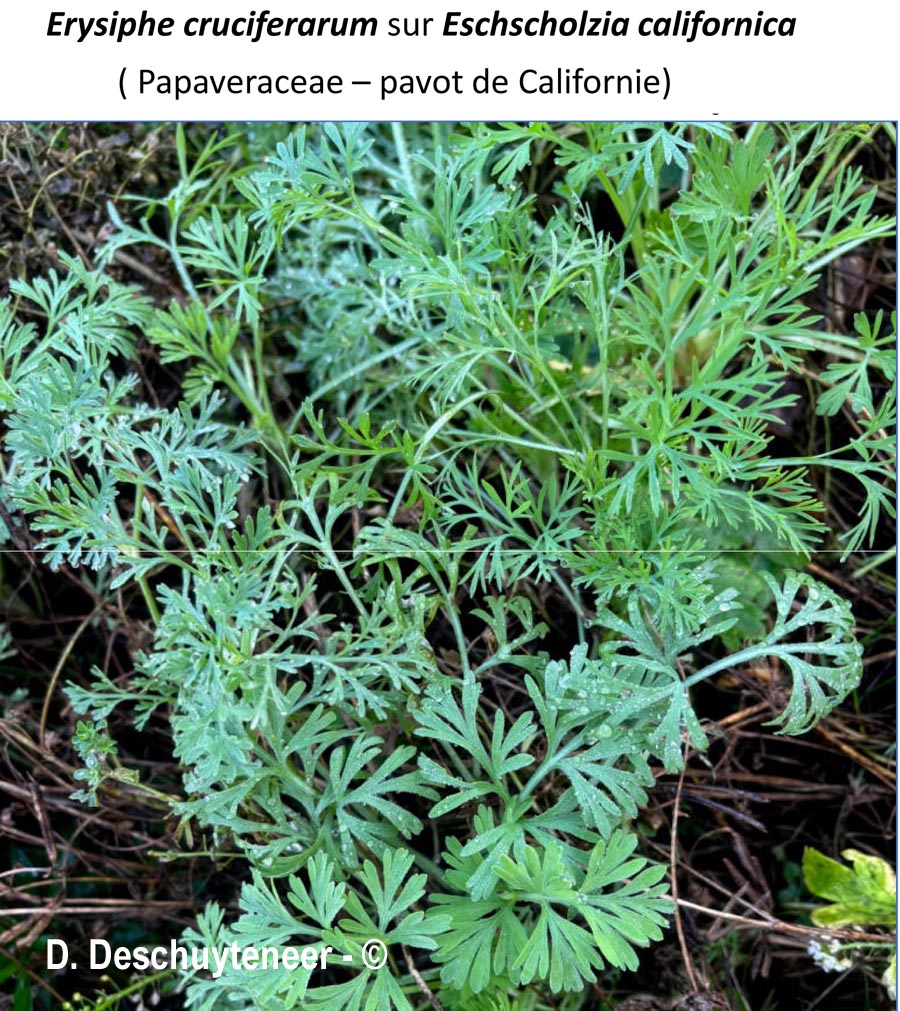 Erysiphe cruciferarum