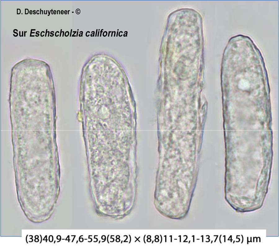 Erysiphe cruciferarum