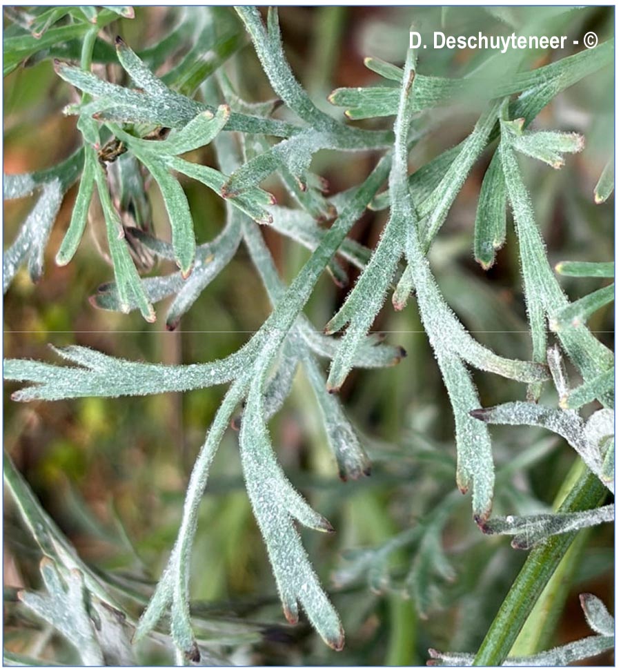 Erysiphe eschscholziae