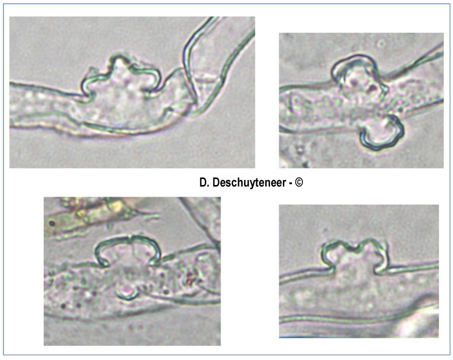 Erysiphe eschscholziae