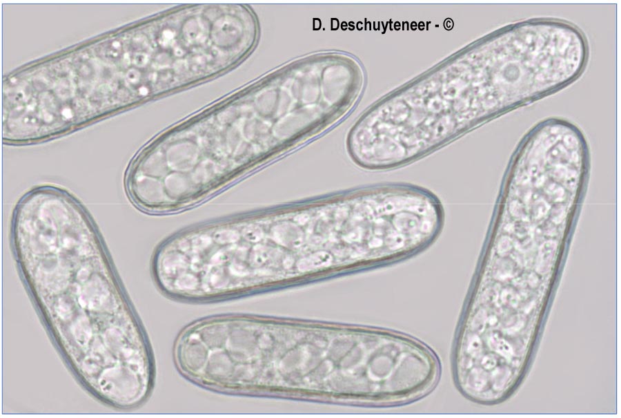 Erysiphe eschscholziae