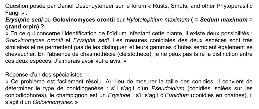 Erysiphe hortensiae