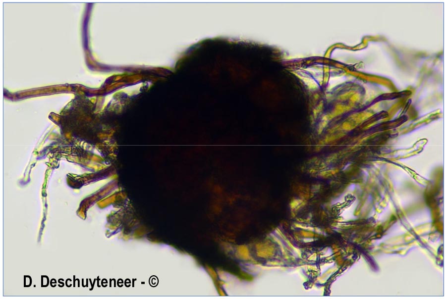 Erysiphe hortensiae