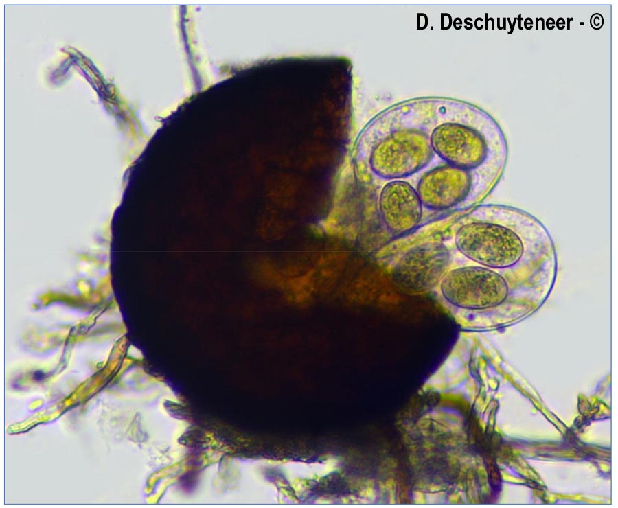 Erysiphe hortensiae